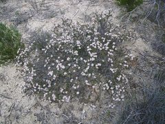 Leionema microphyllum