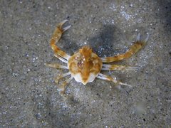 Ebalia intermedia