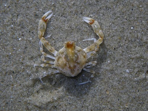 Smooth Nut Crab (Ebalia intermedia) · iNaturalist