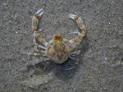 Ebalia intermedia