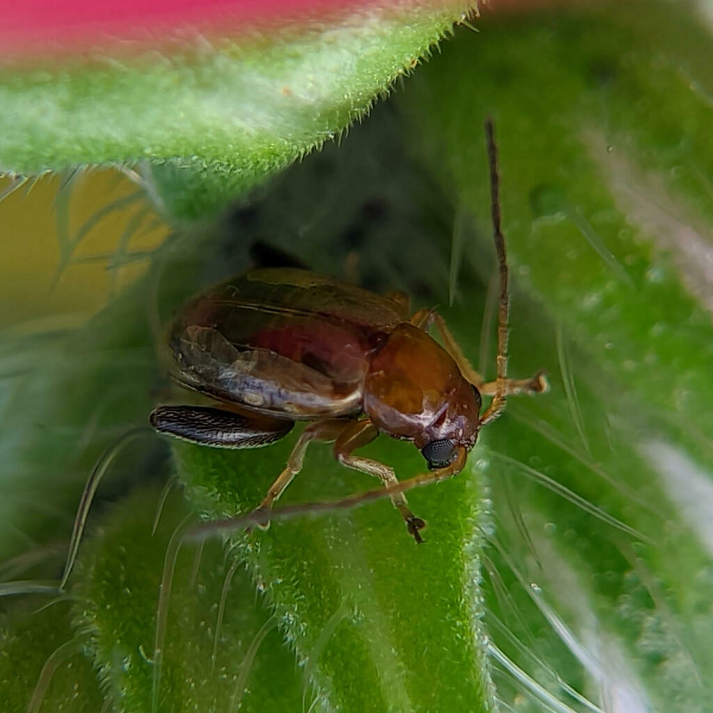 Longitarsus exsoletus