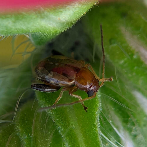 Longitarsus exsoletus exsoletus