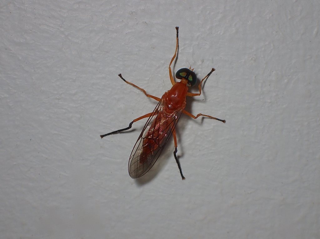 Ptecticus rogans