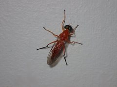 Ptecticus rogans