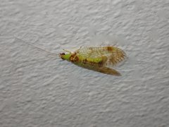 Glenochrysa franzeni