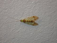 Glenochrysa franzeni