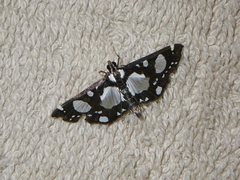 Glyphodes conjunctalis