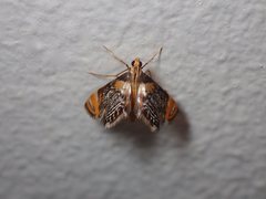 Nymphicula