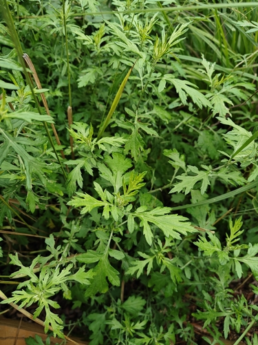 Artemisia mongolica iNat (1)