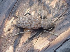 Amycterus exasperatus