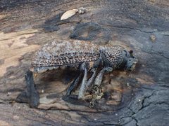 Amycterus exasperatus