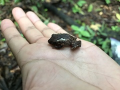 Pristimantis luscombei