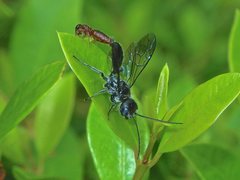 Tachyphron armidalensis