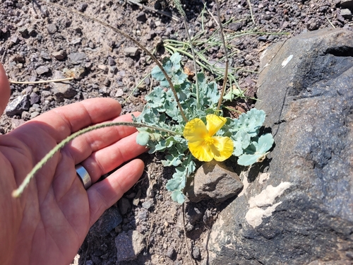 Glaucium squamigerum (Glaucium squamigerum)