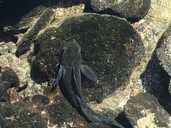 Istiblennius
