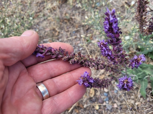 Image of Salvia deserta by (c) Brett Sandford, some rights reserved (CC BY)