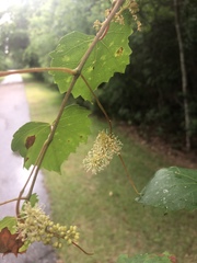 Vitis rotundifolia rotundifolia