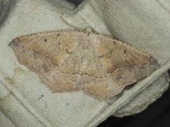 Prochoerodes forficaria