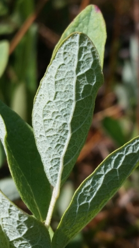 Image of Gaylussacia nana by (c) Jay Horn, some rights reserved (CC BY)