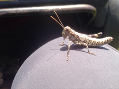 Dendrotettix quercus