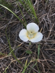 Calochortus apiculatus