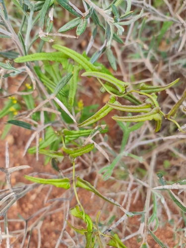 Image of Dioscorea hastifolia by (c) Belinda Forbes, some rights reserved (CC BY)
