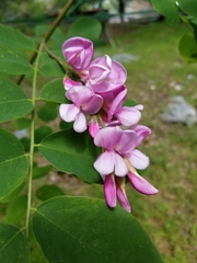 Robinia neomexicana