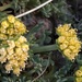 Cymopterus terebinthinus californicus - Photo (c) Damon Tighe, some rights reserved (CC BY-NC), uploaded by Damon Tighe