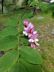 Robinia neomexicana