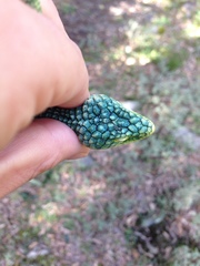 Abronia graminea