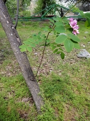 Robinia neomexicana