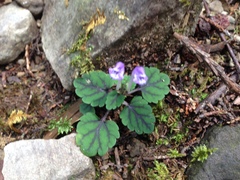 Scutellaria laeteviolacea