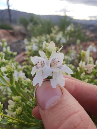Image of Prostanthera striatiflora by (c) maxark, some rights reserved (CC BY)