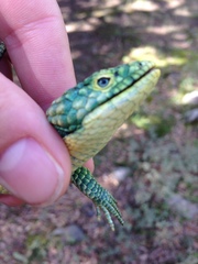 Abronia graminea
