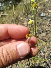 Streptanthus polygaloides