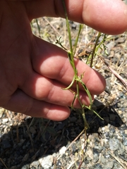 Streptanthus polygaloides