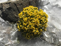 Draba lemmonii