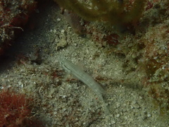 Gnatholepis thompsoni
