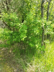 Caragana arborescens