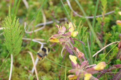 Frigid bumble bee photo 3