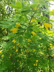Caragana arborescens