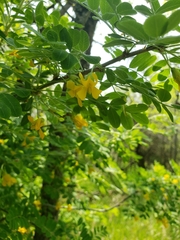 Caragana arborescens