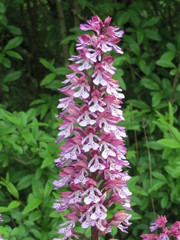 Orchis × hybrida