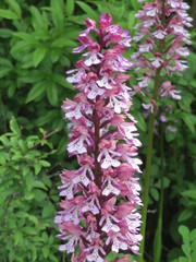 Orchis × hybrida