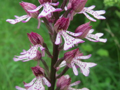 Orchis × hybrida