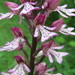 Orchis × hybrida - Photo (c) Andreas Rockstein, algunos derechos reservados (CC BY-SA)