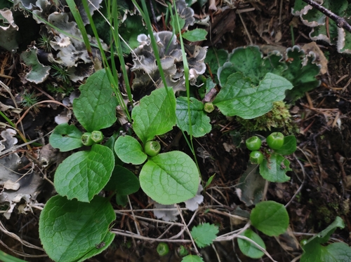 Image of Vaccinium praestans by (c) Anastasiia Samokhvalova, some rights reserved (CC BY)
