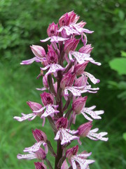 Orchis × hybrida