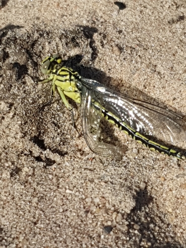 River Clubtail, Gameren, photo 9 of 10