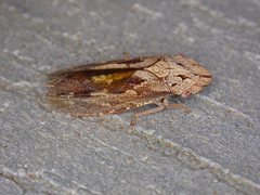 Stenocotis depressa